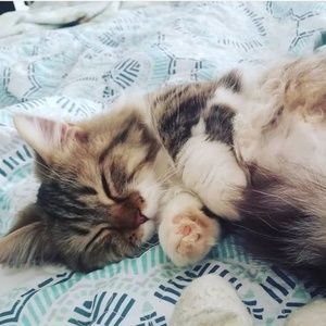 Meet your Posher, Lilliana